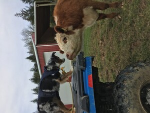 Camela Hill Ranch, LLC
