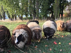 Swede Hill Farm