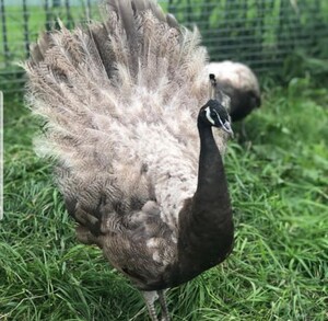 Bianca's poultry