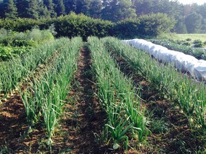 Living Seed Produce