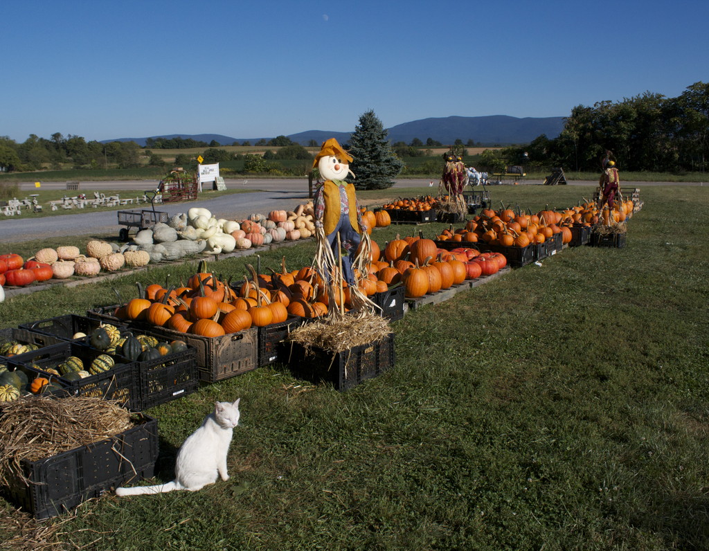 Stuarts Draft Farm Market LocalHarvest