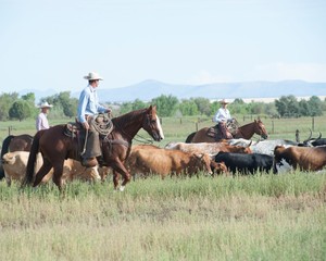 Broken Horn D Ranch