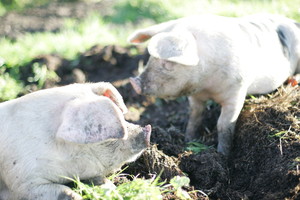 Elkhorn Farm & Forge
