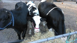 Jane's  Farm