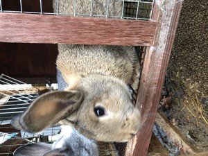 Windwood Homestead Rabbitry