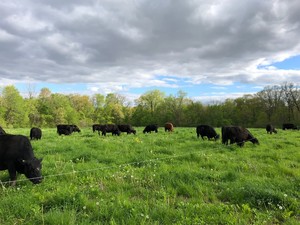 Broad Branch Farm