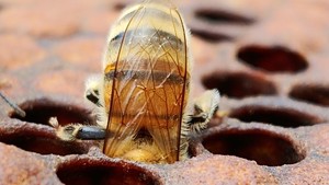 Butts Bees LLC