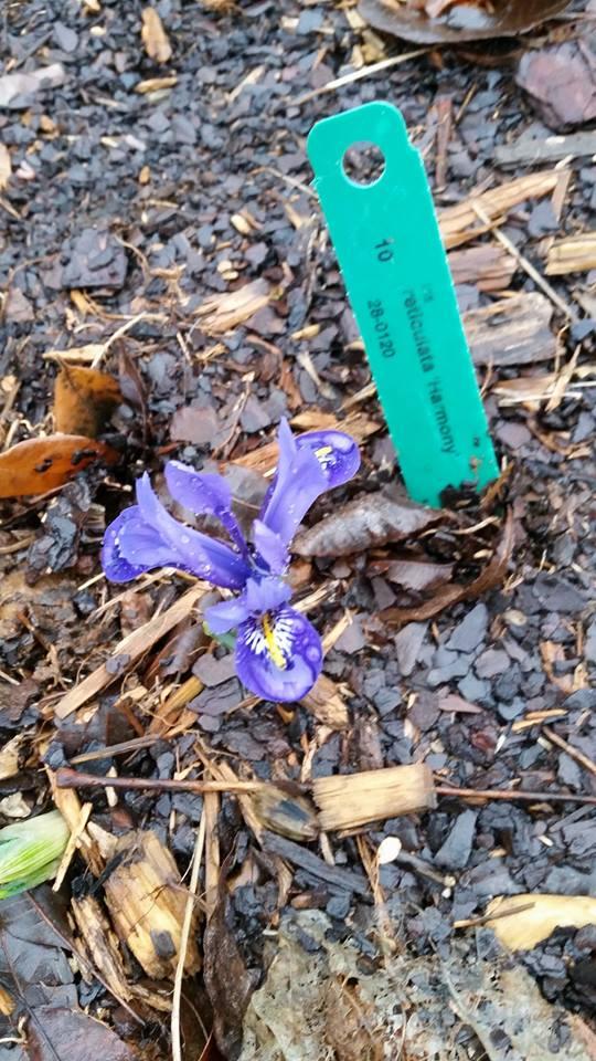iris harmony.jpg