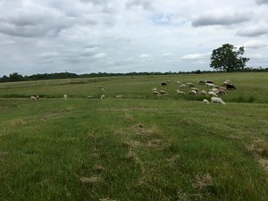 Acorn Run Farm