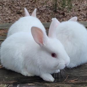 Knightly Rabbits