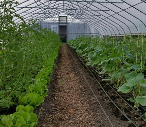 Little Prairie Farms