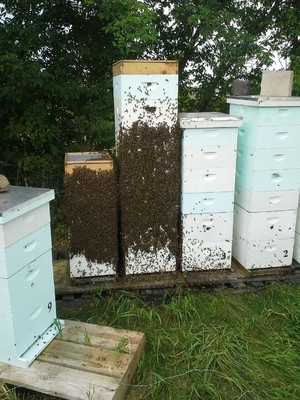 Hammond Honey Farm