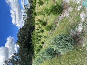 Gibbs Christmas Tree Farm
