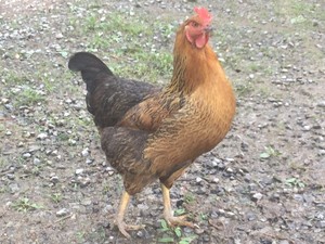Abundant Life Homestead