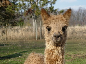Williamston Alpaca Shoppe