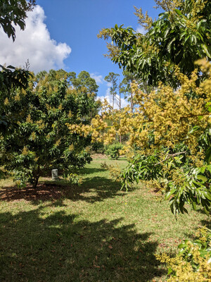 HarLin Grove
