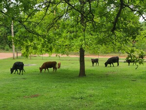 RavenHill Homestead