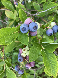 R&J Blueberries & Grapes  pick your own
