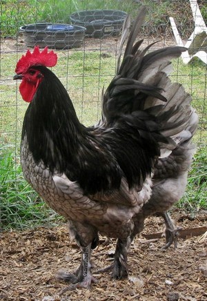 Azgard Farm Poultry