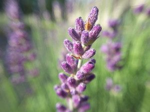 Lavender Wynde Farm
