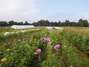 Sweet Greens Farm