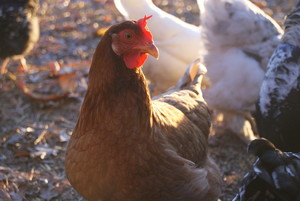 FelixTerra Farm