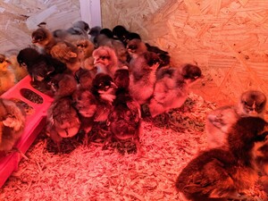 Plymouth Rock Chicken