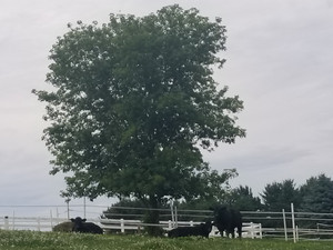 Kiel Family Farm