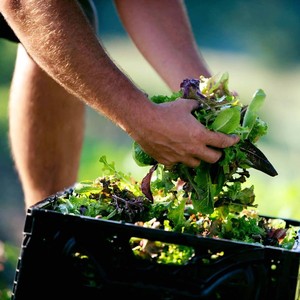 Aficionado Farms