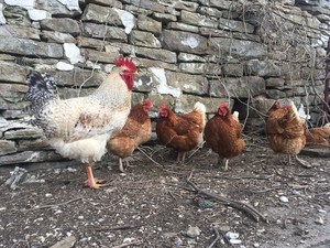 Primrose Farm
