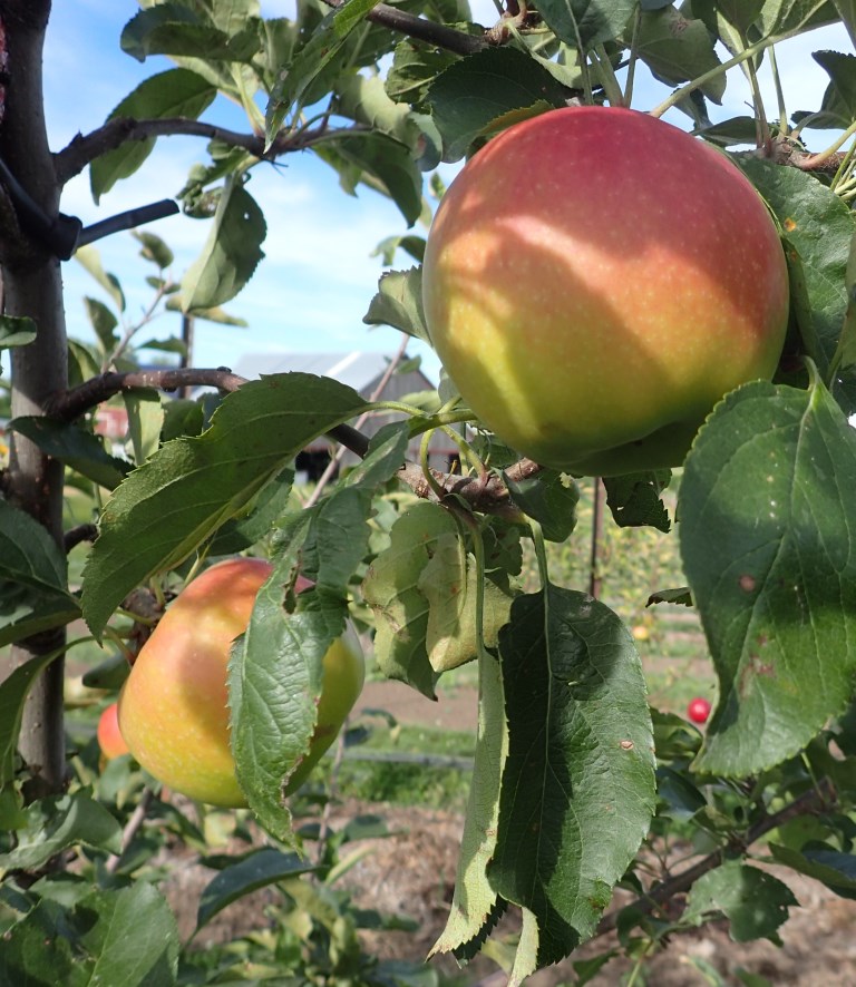 Organic Cripps Pink Apples - Farm-to-Door Delivery