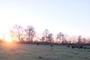 Sunset Ranch of Escambia Farms