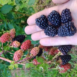 Deckle Edge Farm, LLC