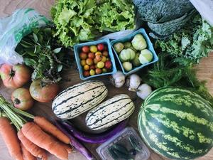 Goldenrod Market Garden