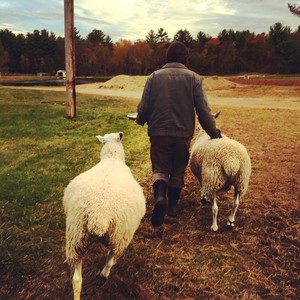 Little Spring Farm