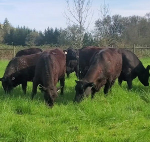 Wholesome Family Farm