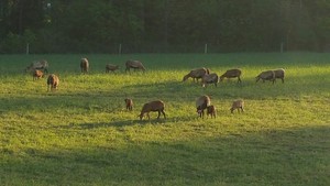 Tokeena Angus