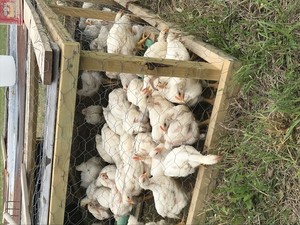 Bradford Valley Farms