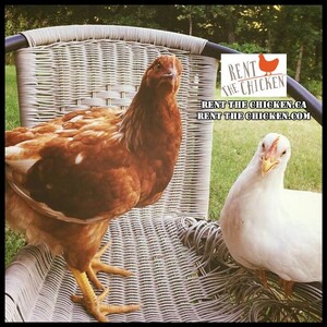 Rent the Chicken with Wild Feather Farm