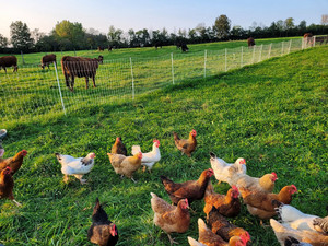 Shady Pine Farm