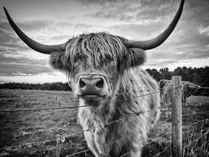 Rare Breed Farms