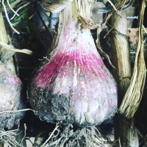 Lorz Italian Garlic