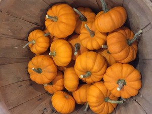 Schaefer's Farm Market