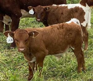 Slate Hill Cattle Company