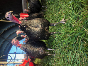 Black Turkey