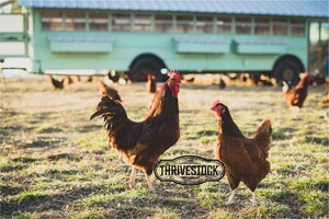Thrivestock