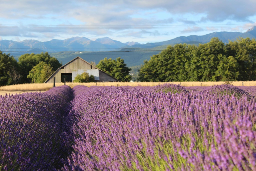 Lavender Salt Scrub  B&B Family Lavender Farm