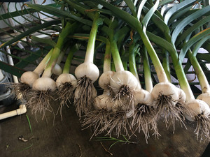 Groundswell Community Farm