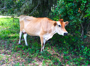 The Good Earth Dairy