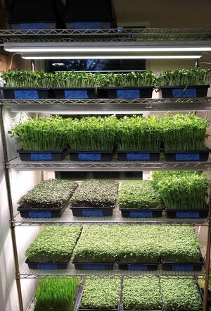 Mulino Microgreens